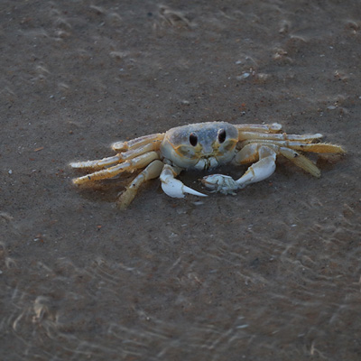 Crab